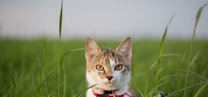 Покажи коту природу: какая погода сегодня в Запорожье