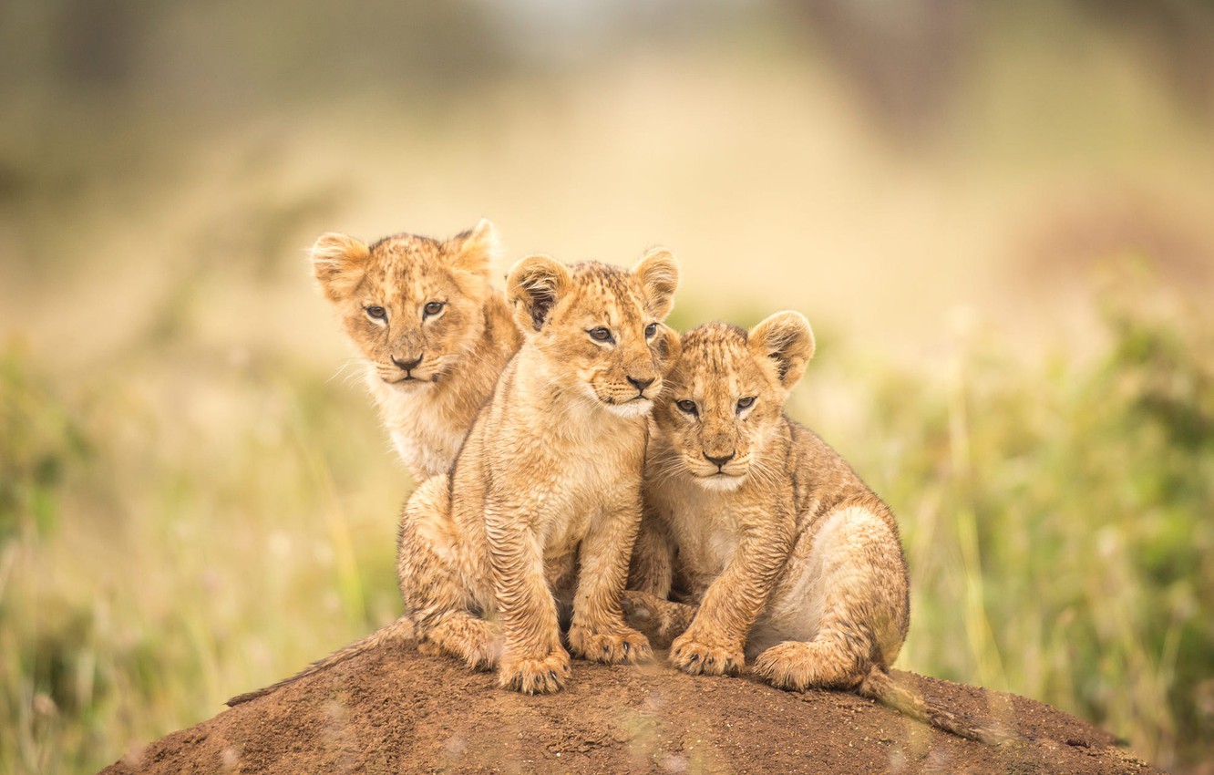 В бердянском зоопарке родились три львенка