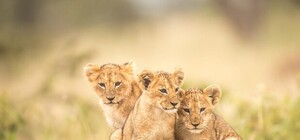 Милая банда: в бердянском зоопарке родились три львенка (ВИДЕО)