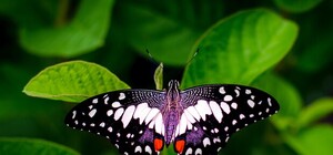 Не пропусти: в столичном ботсаду открылась выставка тропических бабочек