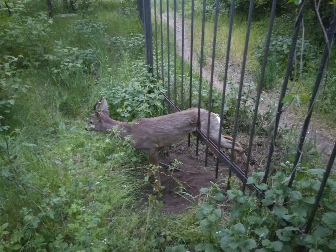 Косуля застряла в заборе. Фото: ГСЧС