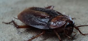 Неприятное соседство: в центре Запорожья нашествие тараканов (видео)