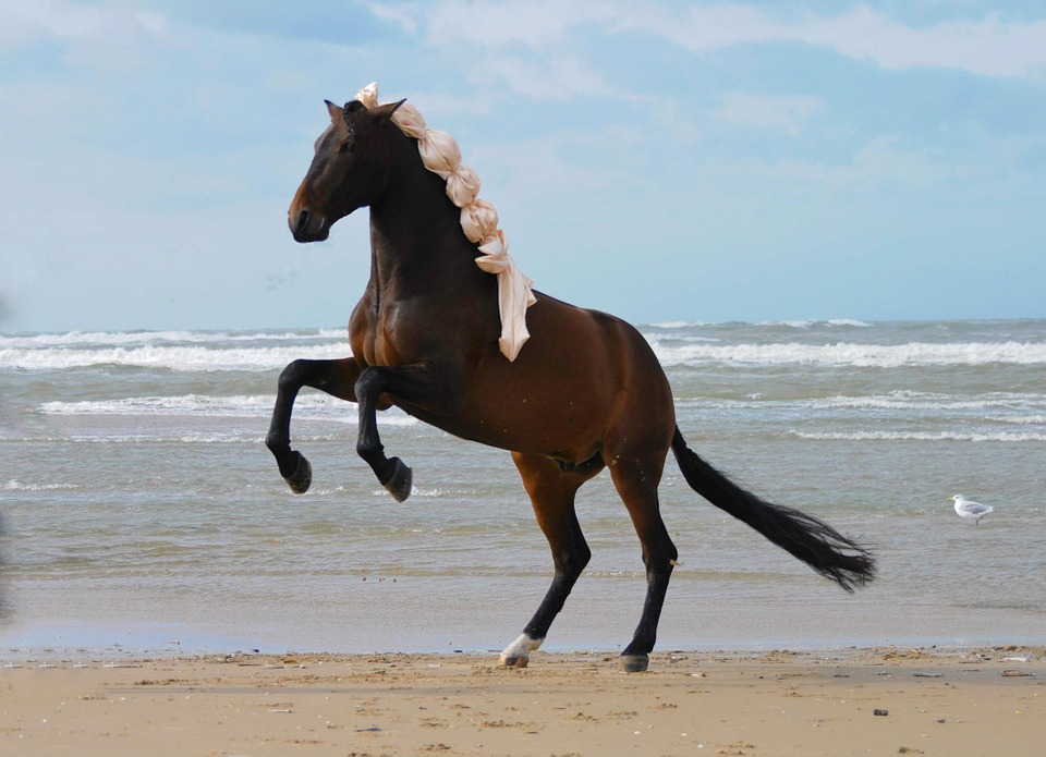 В Кирилловке лошади открыли купальный сезон. Фото: pixabay.com
