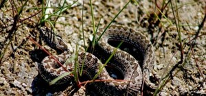 Приползла знакомиться: на Бабурке заметили змею (ВИДЕО)