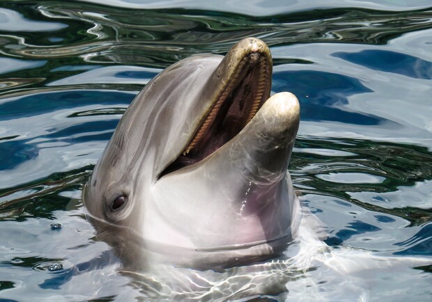 В Кирилловке на берег вынесло туши мертвых дельфинов. Фото: pexels.com