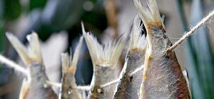 На таранку не заглядывайся: в столице напомнили о летней вспышке ботулизма