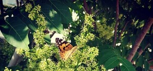 В Одессе нашествие бабочек: почему их так много