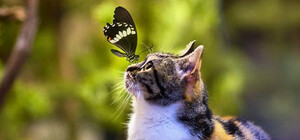 Спеши сфотографировать: в Бердянске поселились африканские бабочки