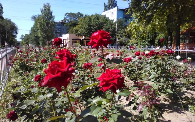 Аллея роз в Запорожье. Фото: Gazeta.zp.ua.