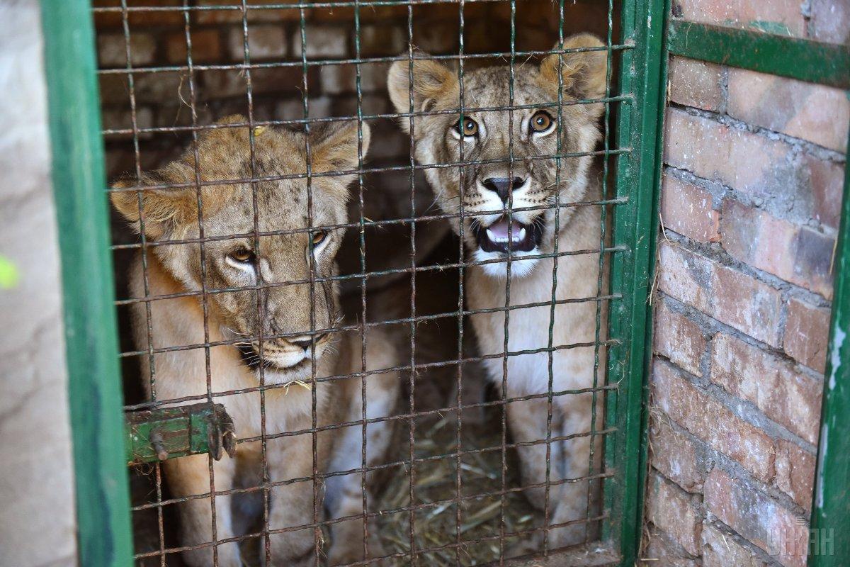 Львов из Бердянского зоопарка отправили в Южную Африку. Фото: УНІАН
