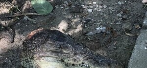 Видеофакт: в центре Симферополя на тротуаре нашли две головы крокодила