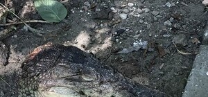 Крокодильи головы в центре Симферополя: главный ветеринар Крыма озвучил подробности