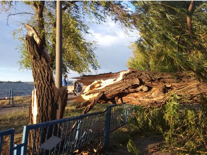 В порту упало огромное дерево. Фото: "Вместе"
