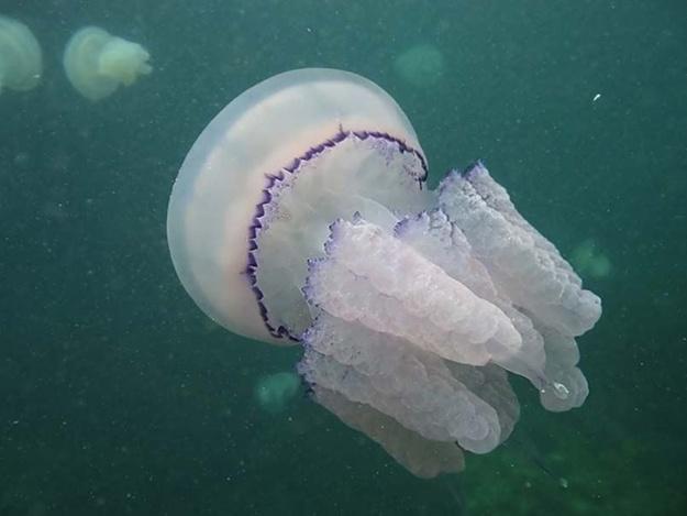 В Кирилловке огромные медузы. Фото: backbreaker.net