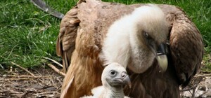 Милашкой его не назовешь: в бердянском зоопарке вылупился птенец хищника