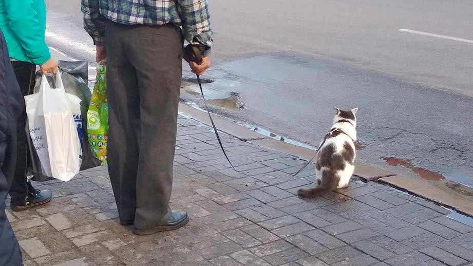 Новость - События - Куклачев отдыхает: по ж/д вокзалу ходил мужчина с дрессированным котом