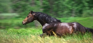 Была привязана к лошади: под Харьковом нашли мертвой 14-летнюю девочку