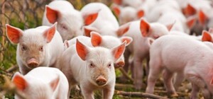 Африканская чума: в Одесской области ввели карантин (обновлено)