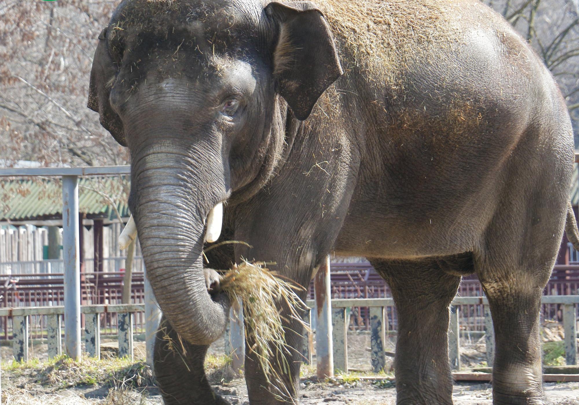 Новость - События - Фотофакт: слон в Киевском зоопарке получил необычный подарок