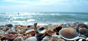 Устроили беспредел: в Примпосаде берут плату за въезд машин (видео)