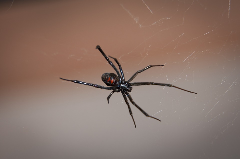 В Запорожье нашли смертельного паука черную вдову. Фото: pixabay.com