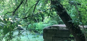 Получи ответ: почему в Русановской протоке вода нереально зеленого цвета