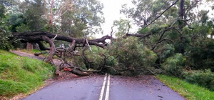 Повалені дерева, розкидані туалети, підпалені стовпи: що накоїла негода у Львові
