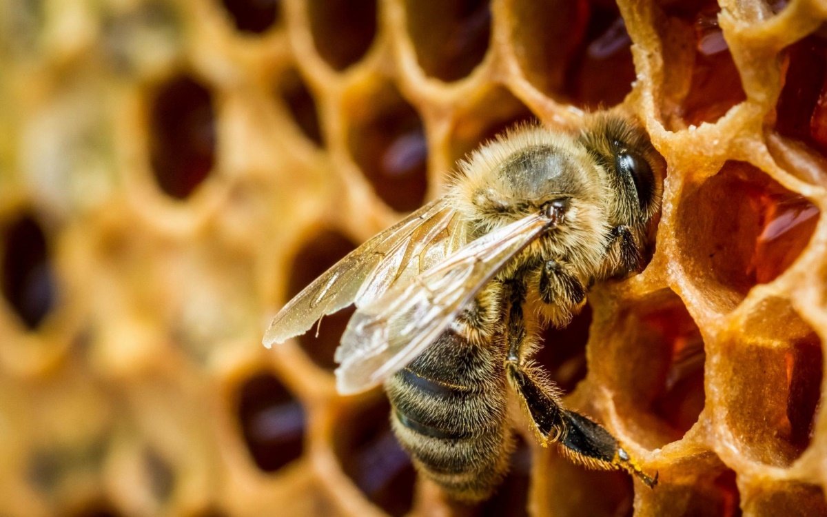 Новость - События - Вот это да: в парке Веселого появилась пчела, размером с авто