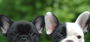 Ищут хозяев: в парке Ирпеня неизвестный бросил щенков бульдога