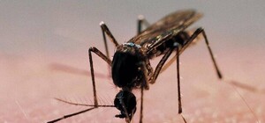 На Полтавщине женщина после укуса комара вызвала спасателей: экипаж выехал на место события