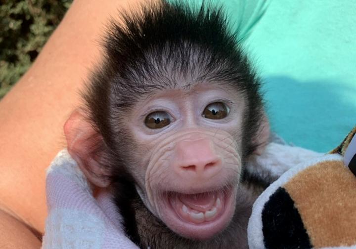 В зоопарке родилась обезьянка-павиан. Фото: fb "Бердянский зоопарк "Сафари"
