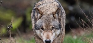 Хищники атакуют: на троих людей в Крыму напал волк