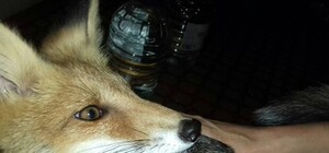 Видели в разных частях города: в Харькове пропал домашний лис