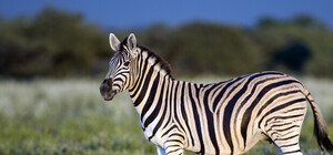 Выдержит температуру до -5:  сбежавшую под Харьковом зебру до сих пор не нашли