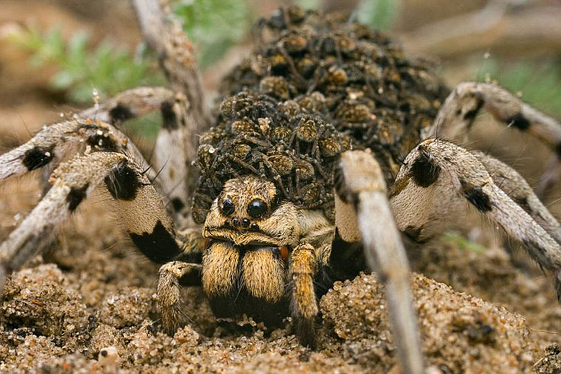 На Бабурке заметили странного тарантула. Фото с открытых источников