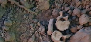 Стало известно, кому принадлежат обнаруженные в центре Симферополя кости