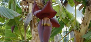 Это надо увидеть: в Крыму расцвели бананы