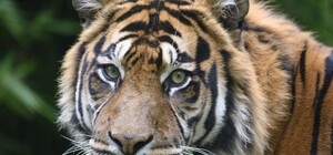 Усатый-полосатый: в Одесском зоопарке новый житель