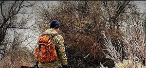 Осторожно в лесу: там проводится санитарный отстрел диких животных