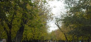 Запорожские власти разберутся с парком Металлургов