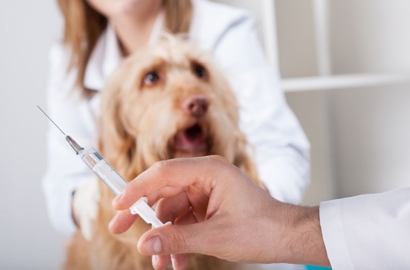 Новость - События - Бесплатная профилактика: на Соломенке животным будут делать прививки от бешенства