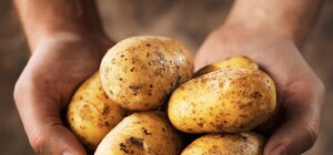 Дороже, чем у соседей: эксперты рассказали, когда в Харькове подешевеет картошка