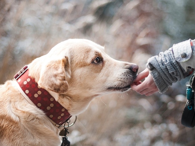 В Запорожье может появится площадка для выгула собак. Фото: pixabay