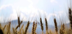 Уже страшно: в Крыму прогнозируют серьезный неурожай по озимым культурам