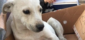 Ребенок плакал в ужасе: в Симферополе водителя наказали за сбитую собаку