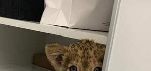 Зоозащитники шокированы: в киевской клинике завели львенка ради рекламы