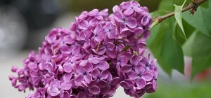 Странная осень: в Одессе и области распустилась сирень