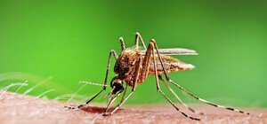 Неожиданно: в столице зафиксировали девять случаев малярии