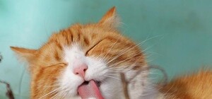 Купить колбаски: в супермаркете Запорожья заметили необычного покупателя