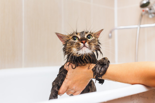 Новость - Коммуналка - Искупай кота заранее: кому в среду отключат воду в Запорожье (адреса)